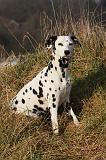 DALMATIEN 397